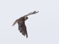 Ger- und Sakerfalke 023